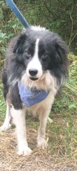 TARIK, *01/2024, Border-Collie (Mix), ausgeglichen und sanft, lieb zu Kindern, Katzen, Hunden