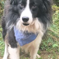 TARIK, *01/2024, Border-Collie (Mix), ausgeglichen und sanft, lieb zu Kindern, Katzen, Hunden