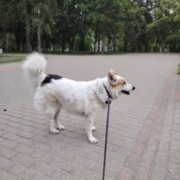 Naida: freundliche Stadthündin, leinenführig, verträgl. mit Hunden & Katzen, liebt Kinder (2 VIDEOS)