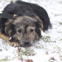 🩵Murphy sucht ein liebes Zuhause🩵mit VIDEOS!