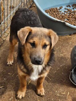 Collin - 08/2023 - 40/45cm