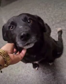 Soul❤️Gnadenplätzchen für liebe Seele gesucht