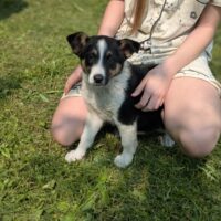 ❤️🩷Zuhause für Daisy gesucht🩷❤️