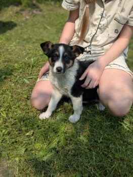 ❤️🩷Zuhause für Daisy gesucht🩷❤️