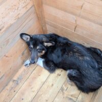 🆘Wer rettet Bowie aus der Tötung???🆘mit vielen VIDEOS!
