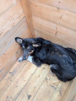 🆘Wer rettet Bowie aus der Tötung???🆘mit vielen VIDEOS!
