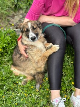 😭🆘POLLY - wartet seit Jahren in der Tötung auf Rettung!😭🆘