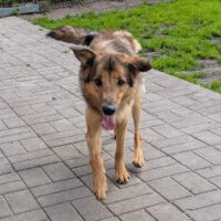 💔‼️Wegen Familienzuwachs in der Tötung entsorgt! - Wer holt Binny zu sich?‼️💔 mit VIDEOS!