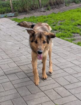 💔‼️Wegen Familienzuwachs in der Tötung entsorgt! - Wer holt Binny zu sich?‼️💔 mit VIDEOS!