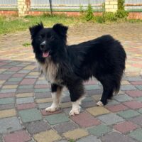 Shelly sucht ein Zuhause - kennt Katzen - mit VIDEOS