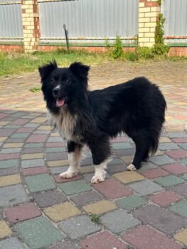 Shelly sucht ein Zuhause - kennt Katzen - mit VIDEOS