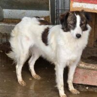 BIENCHEN - 40 cm klein - 15 kg - geb. 06/2024