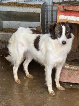 BIENCHEN - 40 cm klein - 15 kg - geb. 06/2024