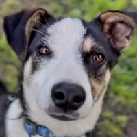 Luca (1 Jahr Kiew / Ukraine) – Lichtbringer auf vier Pfoten