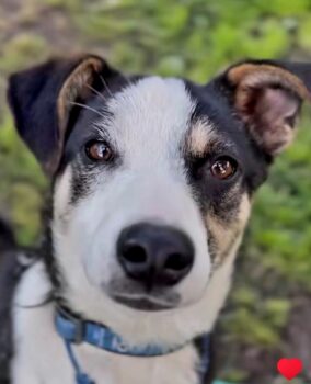 Luca (1 Jahr Kiew / Ukraine) – Lichtbringer auf vier Pfoten