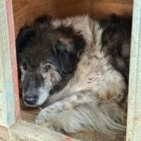 PINO – völlig abgekämpfter Senior, müsste dringend ausreisen.