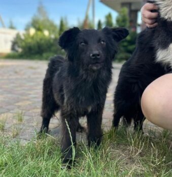 Jessie sucht ein Zuhause - kennt Katzen - mit VIDEOS