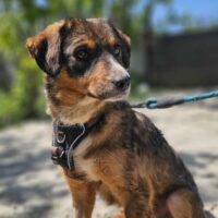 Kira❤️ sucht Zuhause oder Pflegestelle - 09/2021 - 44cm - mit VIDEO