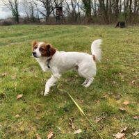 Simba, kleiner aktiver Clown ( 53347 Alfter)