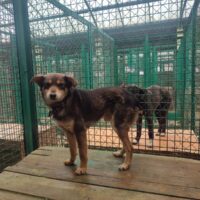 LENNOX - ca. 3 Jahre alt - wer rettet ihn aus der Tötung? (mit VIDEOS)