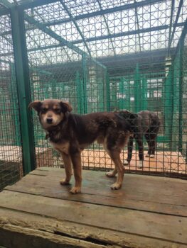 LENNOX - ca. 3 Jahre alt - wer rettet ihn aus der Tötung? (mit VIDEOS)