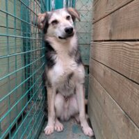 🆘Timmy ist erst 1 Jahr alt & hat die meiste Zeit seines "Lebens" in der Tötung verbringen müssen🆘