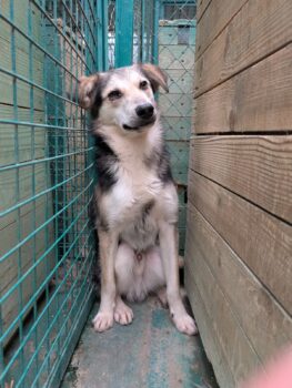 🆘Timmy ist erst 1 Jahr alt & hat die meiste Zeit seines "Lebens" in der Tötung verbringen müssen🆘