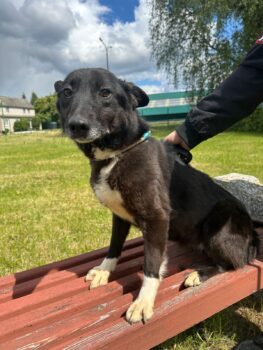 Lebensretter gesucht🆘Ein ganzes Leben in der Hölle, nun steht Zoya kurz vor der Tötung 🆘mit VIDEOS
