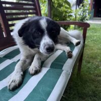 Spot, Rüde, Geb: Juli 2024, ca. 40 cm, kastriert, kennt Katzen (mit VIDEOS)