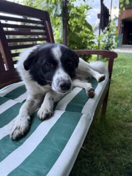 Spot, Rüde, Geb: Juli 2024, ca. 40 cm, kastriert, kennt Katzen (mit VIDEOS)