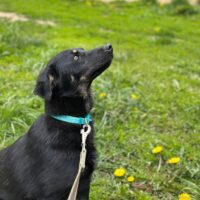 💔Belka braucht ein Zuhause💔1 Jahr / 45 cm / kennt Katzen / mit VIDEOS