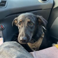 💔Belka braucht ein Zuhause💔1 Jahr / 45 cm / kennt Katzen / mit VIDEOS