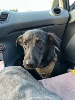 💔Belka braucht ein Zuhause💔1 Jahr / 45 cm / kennt Katzen / mit VIDEOS