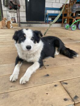 🩷Liebevolle Familie für Poppy gesucht🩷weibl. / 40 cm / 10 kg (mit VIDEOS)
