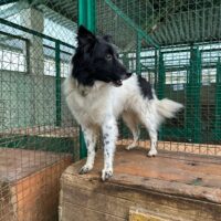 ❌Wer rettet Chak aus der TÖTUNG???❌