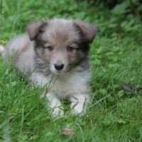 Reinrassige Border Collie Welpen bluetricolor und zobel