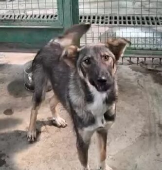 🆘Wer rettet MICKY?🆘Knapp 1 Jahr / 40-45 cm / mit VIDEOS!
