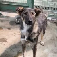 🆘Wer rettet MICKY?🆘Knapp 1 Jahr / 40-45 cm / mit VIDEOS!