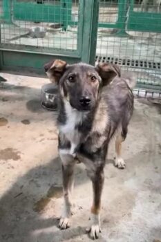 🆘Wer rettet MICKY?🆘Knapp 1 Jahr / 40-45 cm / mit VIDEOS!