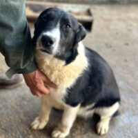 NAARO (♂) – geht im Kennel völlig unter / Rüde / geb. ca. 06/2024 / ca. 35-40cm (VIDEOS)