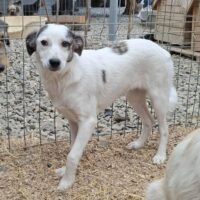 🍀🎉RESERVIERT🎉🍀Lissy, Hündin, Geb: März 2025, wird ca. 50 cm, kastriert (VIDEO)