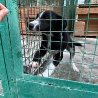 🆘DOLLY - noch kein Jahr alt - mit VIDEOS🆘