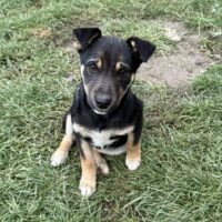 Luna, Hündin, Geb: Mitte Juni 2025, wird ca. 45 cm, keine Rute