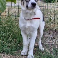 MALINA, 6 Mon. alte Mix-Hündin, mittelgroß werdend, toll mit Kindern, Katzen, Hunden