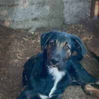 MERKURY, 5,5 Mon. alter Mix-Rüde - sanfter, sozialer Schatz, toll mit Kindern, Katzen, Hunden