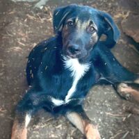 MERKURY, junger Mix-Rüde - sanfter, sozialer Schatz