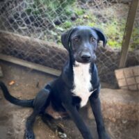 FREDY, 5,5 Mon. alter Mix-Rüde, sozial, freundlich, verschmust - toll mit Kind, Hund, Katze