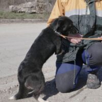 Clementine (weibl. / geb. ca. Februar 2024 / 36 cm) - viele VIDEOS!!!
