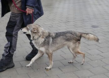 Mya (weibl., geb. ca. Juli 2019)