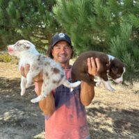 Border Collie Welpen